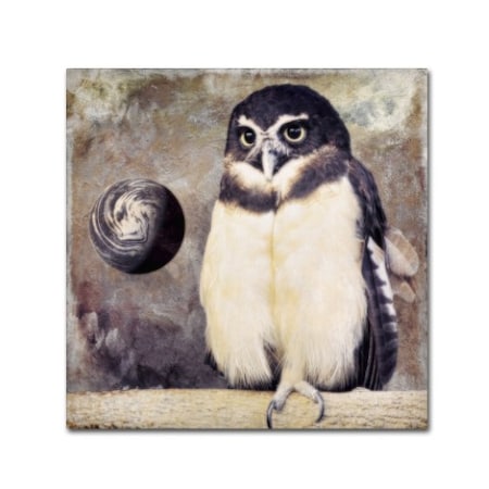 Color Bakery 'Moon Owl' Canvas Art,35x35